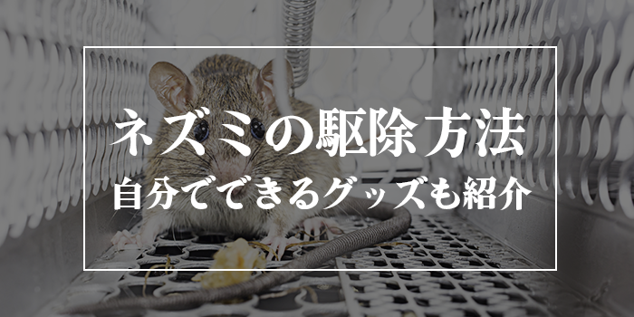 ネズミの駆除方法一覧【自力でできるグッズも紹介】