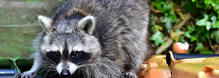 アライグマを駆除せず放置することで起きる被害