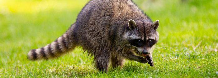 許可を取らずにアライグマを駆除する方法
