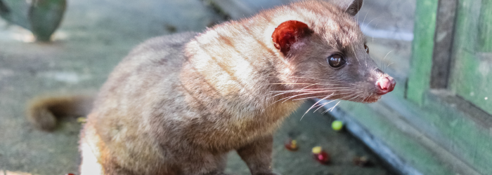 ハクビシン駆除の紹介業者には注意が必要！
