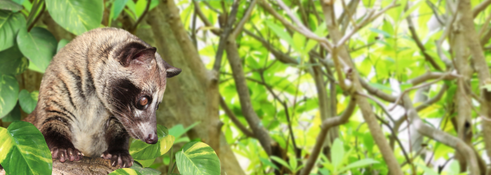 ハクビシンを駆除する手順