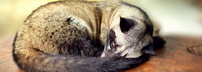 ハクビシン駆除業者のおすすめ3選