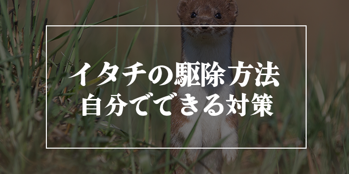 イタチの駆除方法【自分でできるイタチが来なくなる対策方法】