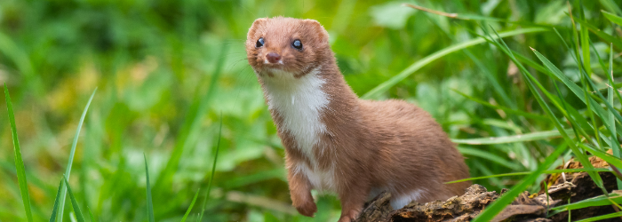 イタチとは？駆除前に知っておくべき生態を解説