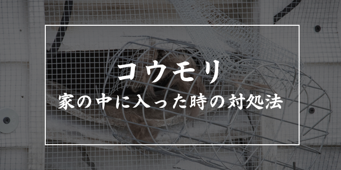 コウモリが家の中に入ってきた時の対処法